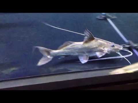 Brachyplatystoma sp.