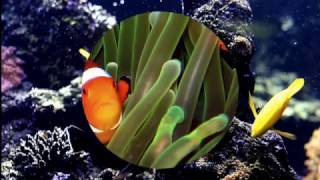 Vangelis Spanish Harbour  Подводный мир