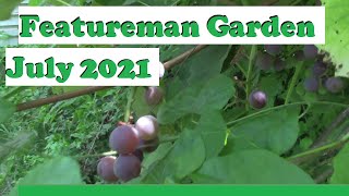 My Garden, July 26, 2021