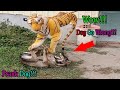 fake Tiger Prank Dog Go Wrong So Funny Try To Stop Laugh Challenge