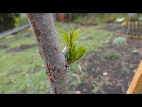 園芸 ナツメの木、成長のヒント