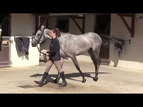 2024 PUREBRED ARABIAN SALE - Lot 63 - f.  TAZKIA  (TM FRED TEXAS x  AL DAHMA)