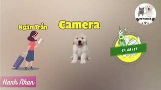 Detecting Camera 'RUNING RICE' in Da Lat, disabled if thieves bring 'sausages' 😂#pets #funny #dog