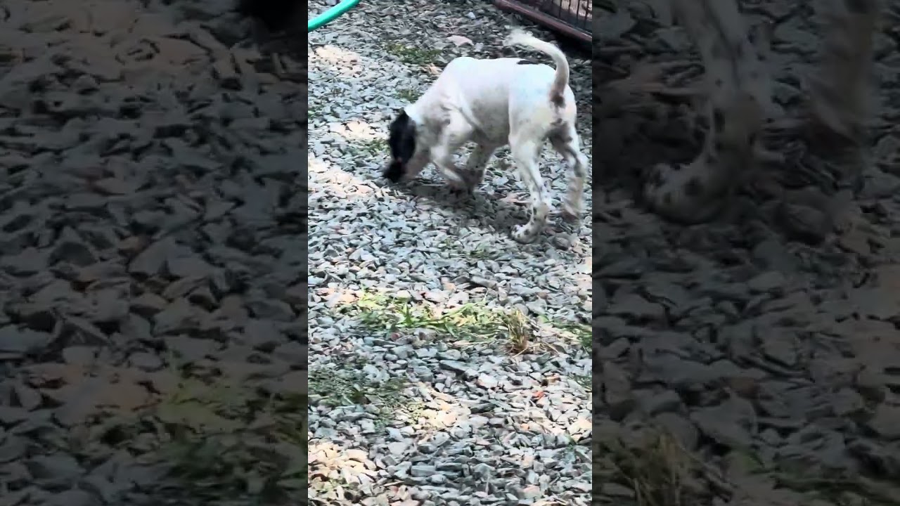 PR UKC ENGLISH POINTER PUPPIES FOR SALE