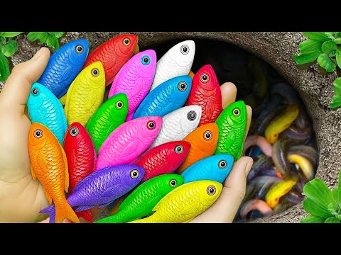 Catch beautiful aquarium fish in small pond baby turtles, eel, frog, pencil fish, guppies, nemo fish