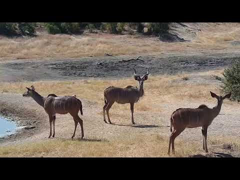 Djuma: Kudus and Impalas - 07/14/19