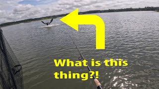 Now For Something Completely Different, Plus A Pretty Scary Kayak Experience