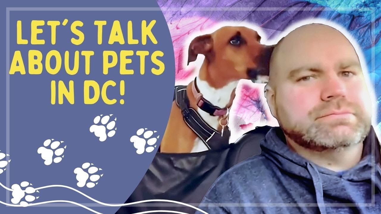 Life with a Dog in Washington, DC - Tips for Being a Pet Owner