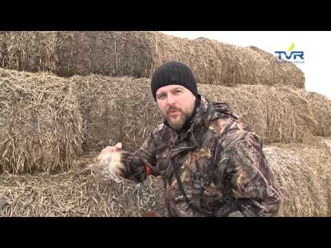 Darz Bór odc. 50 - Polowanie na stogach