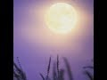 Brian Shaffer Psychic Tarot Reading