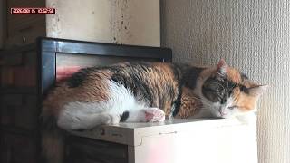 三毛猫フミちゃん  LIVE配信 　2026年8月15日　calico cat　(LIVE stream)