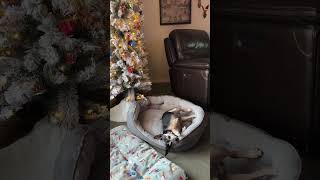 Video preview image #1 Chihuahua-Unknown Mix Puppy For Sale in Boonton, NJ, USA