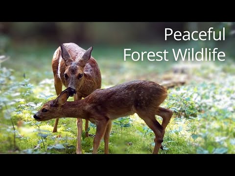 1 Hour of Peaceful European Forest Wildlife 🦌 | Deer, Birds & Natural Sounds (No Music)