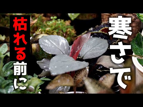 温室内の霜を避けるにはどうすればよいですか？植物を守るための5つのヒント！  庭園