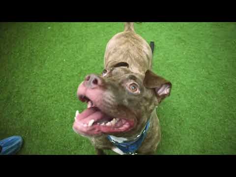 Paige 110814 Is Practically Perfect in Every Way