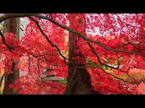 Relaxing Piano Music: Romantic Music, Beautiful Relaxing Music ...