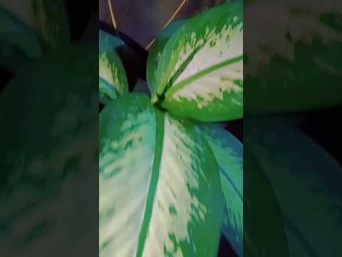 Bassam khan tranding video 🌱🌿