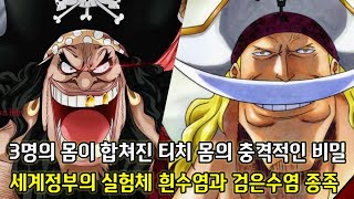 [원피스 분석] 3명의 몸이 합쳐진 티치 몸의 충격적인 비밀 그리고 세계정부의 실험체 흰수염과 검은수염 종족