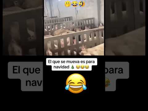 El que se mueva es para diciembre #meme