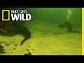 Underwater Croc Cams Croc Labyrinth