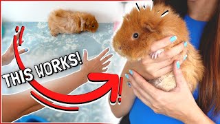How to Pick up and Handle Guinea Pigs Correctly