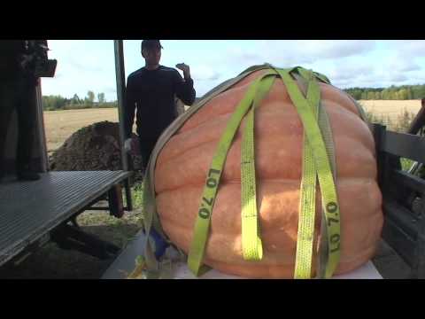 Suomen suurin kurpitsa Äijä 361,5 kg