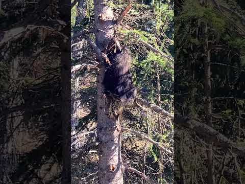 Did you know that porcupines can climb trees?!         #Alaska #porcupine