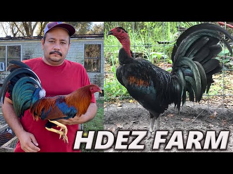 Gavilan Hatch Sweater Sid Taylor Roundhead - HDEZ FARM Beautiful Birds