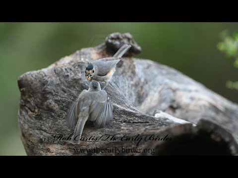 Baeolophus atricristatus  BLACK CRESTED TITMOUSE compilation 3035676