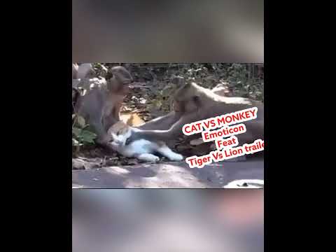 Cat Vs Monkey Tiger vs lion