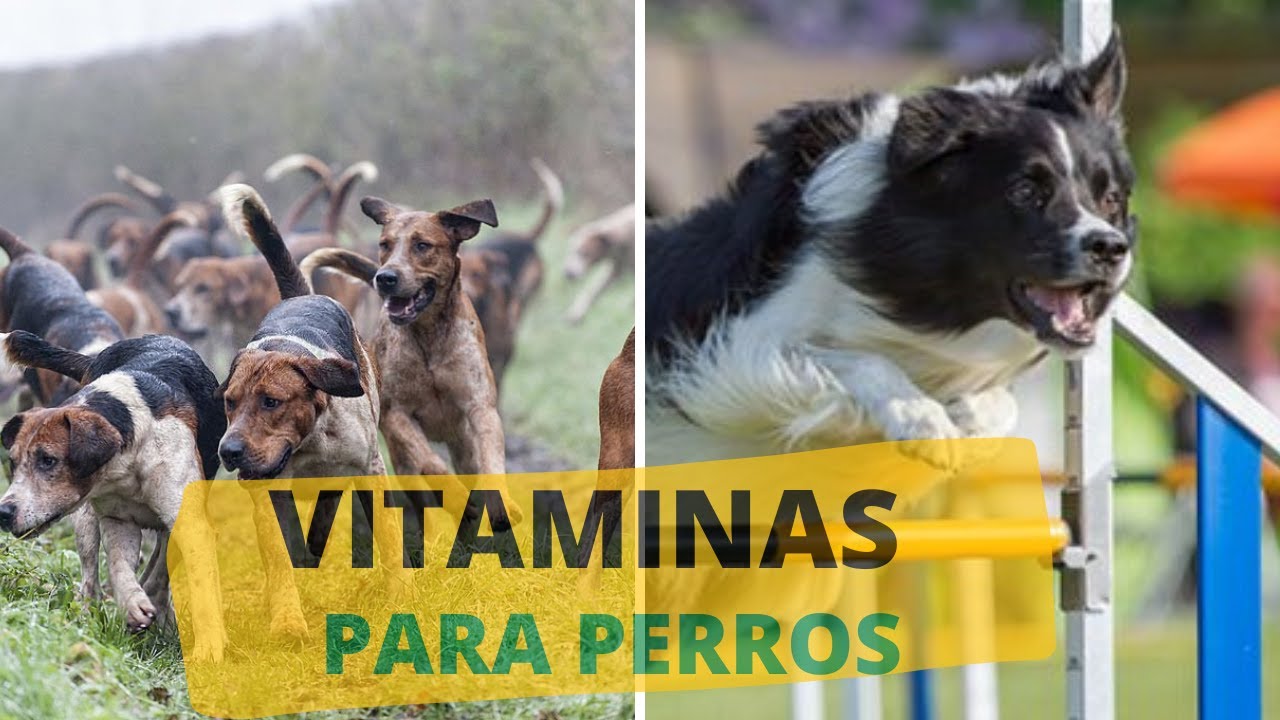 Vitaminas para perros de caza o deportistas