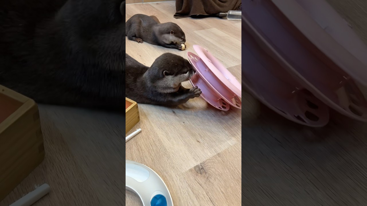 近づくな危険⚠️ #shorts