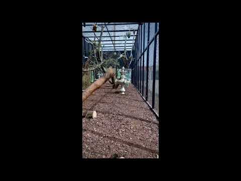 Australien Voliere #voliere #viral #birds #birdslover #birdsofinstagram #vogel #huhn #farm #chicken