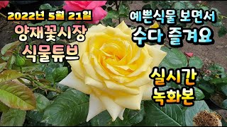 2022년 5월 21일 토요일   예쁜식물들  보면서  수다즐겨봐요 #양재꽃시장 #식물튜브