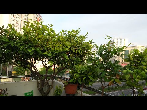 CHĂM MAI VÀNG THÁNG 7AL- THỜI ĐIỂM KÍCH NỤ PHÙ HỢP NHẤT TẠI MIỀN NAM .