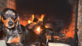 I want a hippopotamus for christmas