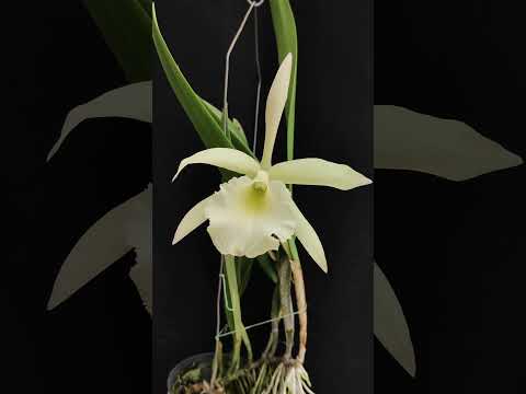 Rhynchobrassoleya Grand Keisha #flowers #orchid