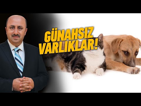 Hayvanlar İnsanlara Dua Eder mi? | Ömer Döngeloğlu