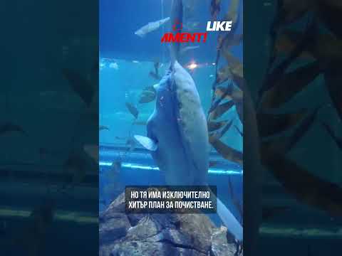 Рибата Луна  - Плуващата глава на океана