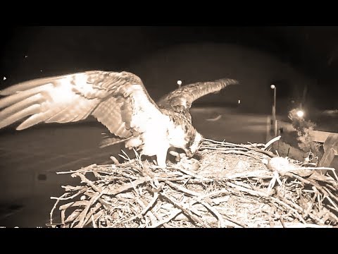 Hellgate  ospreys 5 11 19  114am Iris made it back she still had a very big headless fish with her
