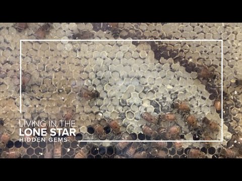 Explore Baytown's natural history at this interactive Hidden Gem