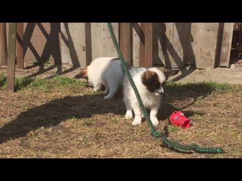 Papillon puppy for sale