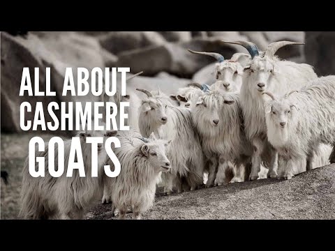 , title : 'Cashmere Goats: Breeds, Characteristics, Care and Tips'