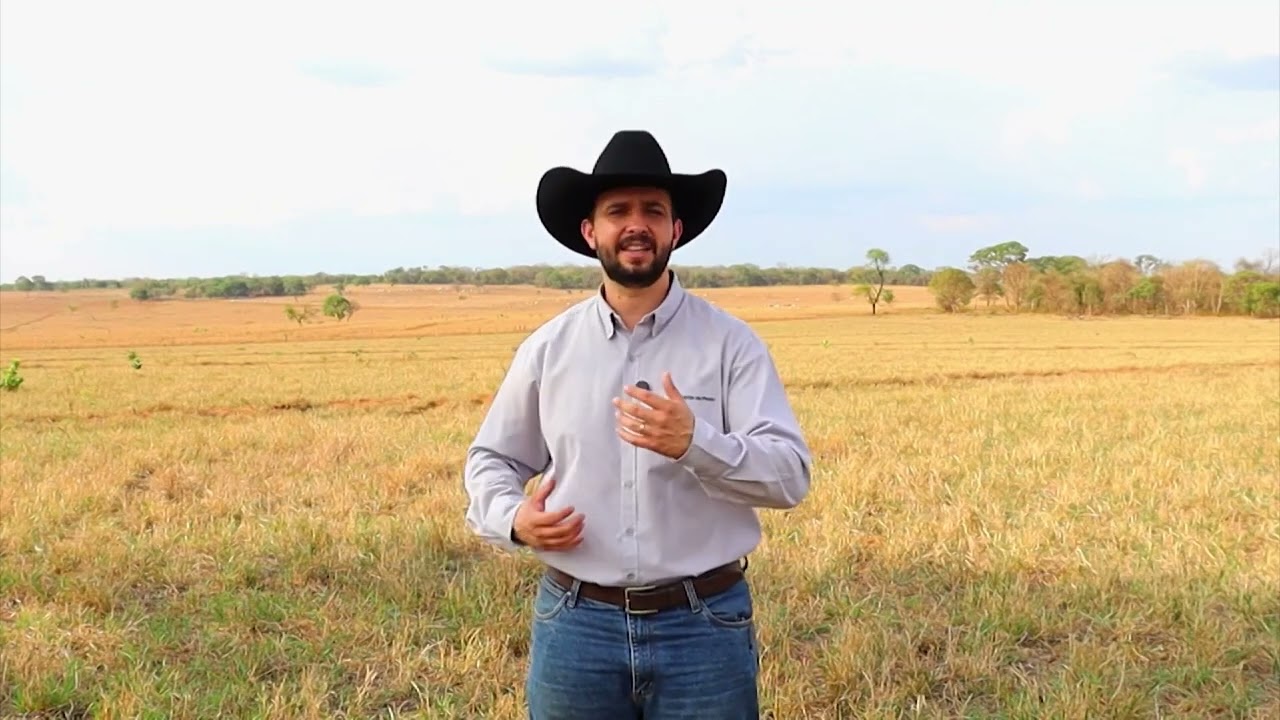 VARIEDADES DE CAPINS PARA ÁREAS ALAGADAS  SAIBA COMO FAZER RECUPERAÇÃO DESTE PASTO