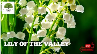 TN Nursery - Lily of the Valley Perennial Plant - A Fragrant Floral Bouquet