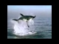 Sharktale
