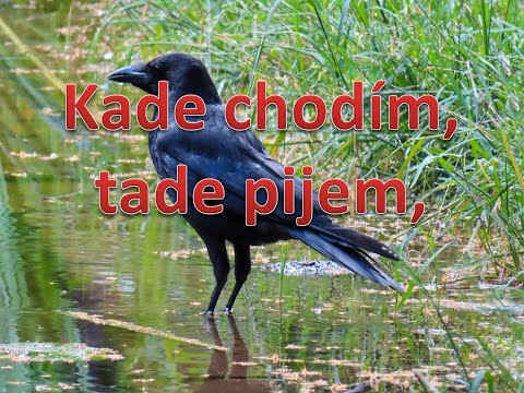 Kade chodím, tade pijem, Slovenská Ľudová pieseň. Ako rdeón klikni pre Odber. Popis a text, nižšie.