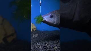 Download lagu Ternyata Seperti Ini Cara Ikan Nila Makan Umpan Lumut #shorts #fishing #tutorial mp3 Download lagu Ternyata Seperti Ini Cara Ikan Nila Makan Umpan Lumut #shorts #fishing #tutorial mp3