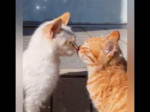 funny cat video.... ###shorts ###... 🥰👍👍🙏😆😆😆🙏👍🥰🥰🥰👍👍👍🙏🙏👍👍👍👍👍😁😁