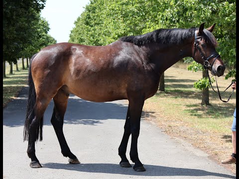 Vivino Gold: VIVINO x FIDERTANZ - 2020 stallion